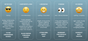 Infographic highlighting five therapeutic terpenes found in cannabis and plants: Myrcene (relaxing, musky aroma), Caryophyllene (anti-inflammatory, spicy scent), Limonene (uplifting, citrus), Pinene (alertness and memory, pine fragrance), and Ocimene (energizing, sweet-woody aroma). Natural sources include mango, black pepper, citrus peel, pine needles, and basil.