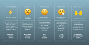 Infographic showing five terpenes—Terpinolene, Linalool, Humulene, Camphene, and Bisabolol—each with their effects, scent profiles, and natural sources. Terpinolene is energizing with a fresh pine-citrus aroma; Linalool is calming with a lavender scent; Humulene and Camphene offer anti-inflammatory benefits with earthy aromas; Bisabolol is soothing and floral. Common sources include rosemary, lavender, hops, pine, and chamomile.