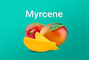 Myrcene Terpenes | Cozy Mood For Winter | Elevated Roots Cannabis, MA